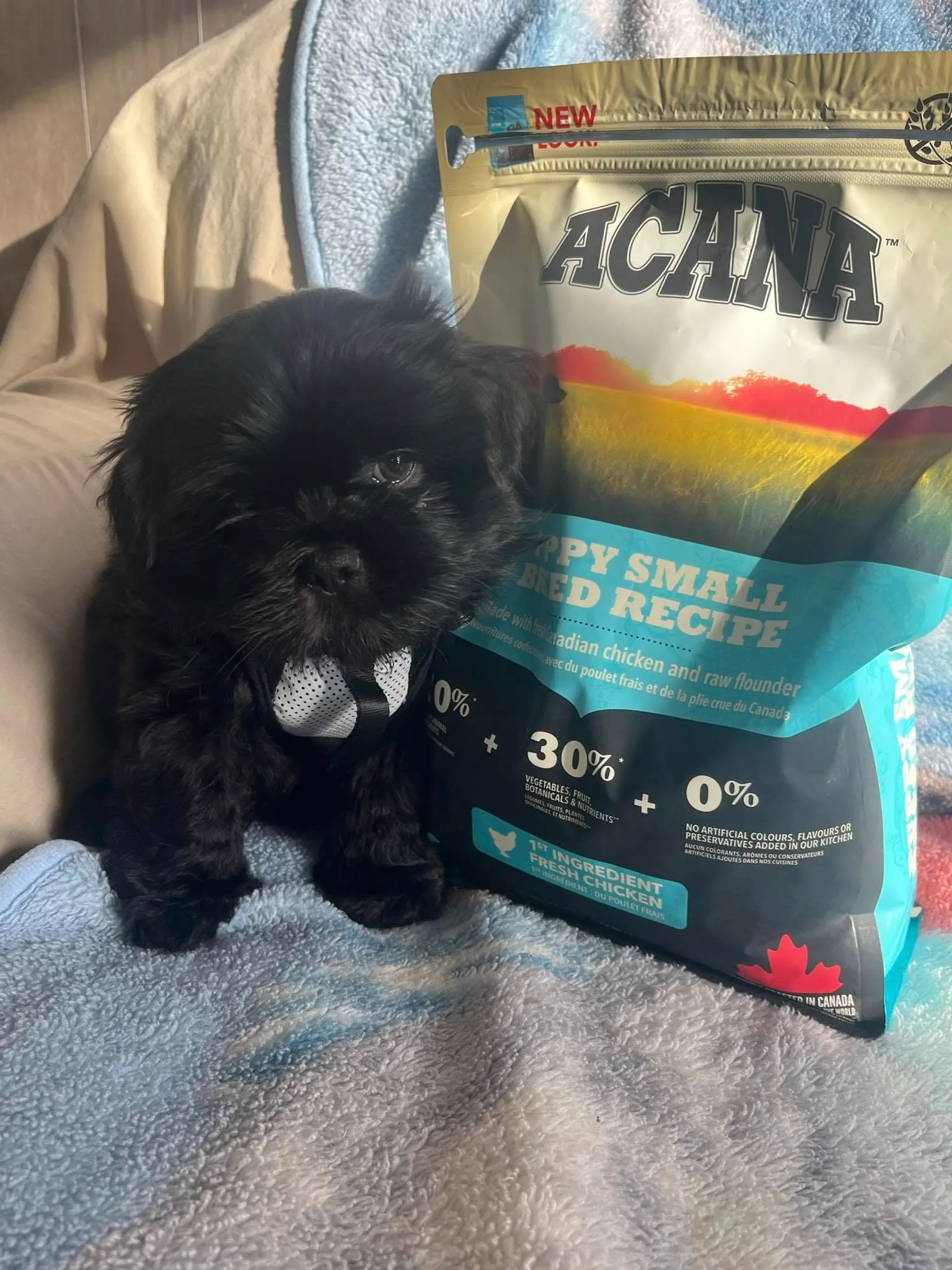 Acana pet food display at PTM Pet Supplies