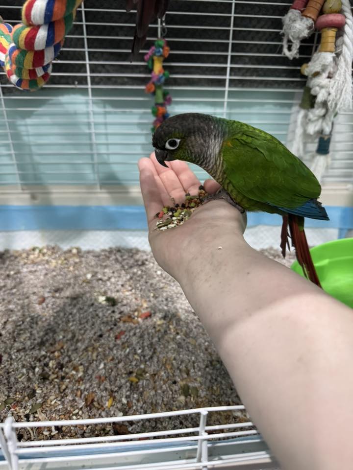 Birds eating at PTM Pet Supplies
