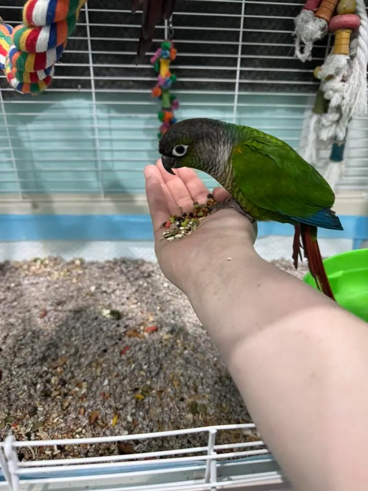 Birds eating at PTM Pet Supplies