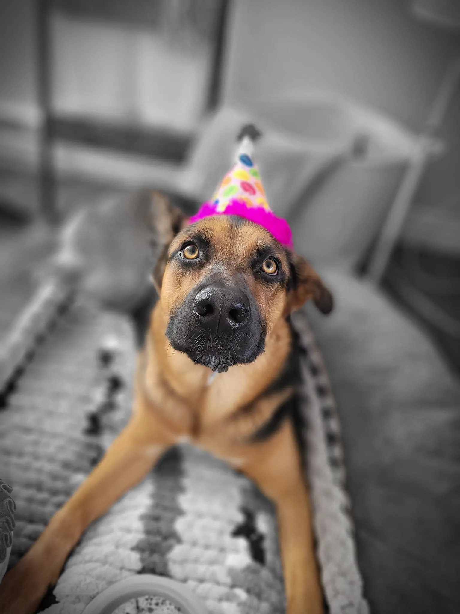 Pet wearing a birthday hat at PTM Pet Supplies