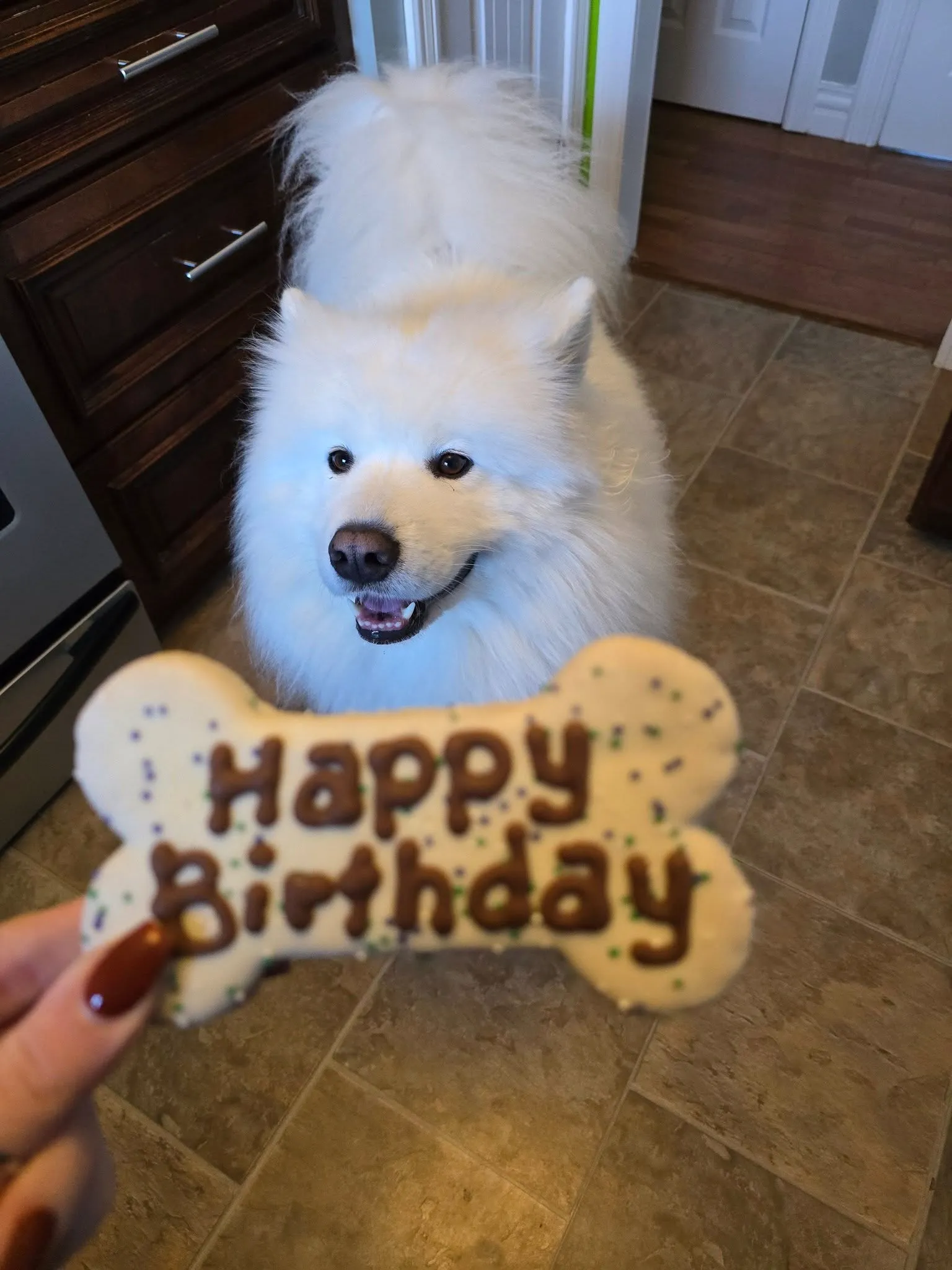 Pet with a birthday cookie treat at PTM Pet Supplies