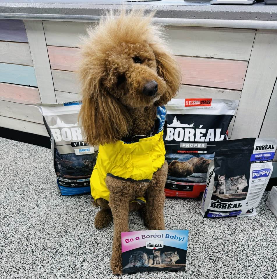 Boreal pet food display at PTM Pet Supplies