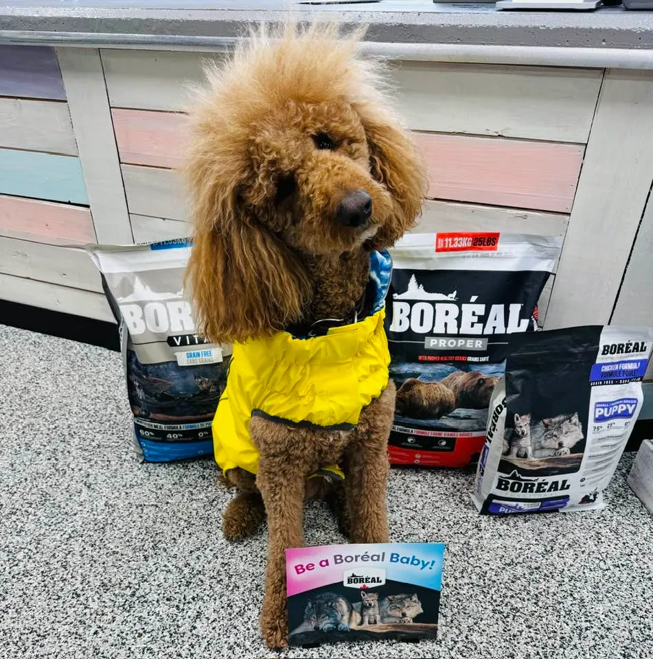 Boreal pet food display at PTM Pet Supplies