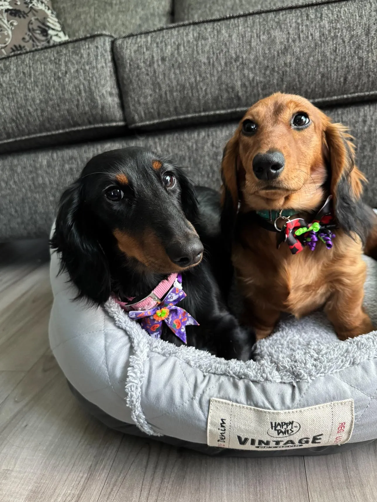 Pets named Chloe and Charlie at PTM Pet Supplies