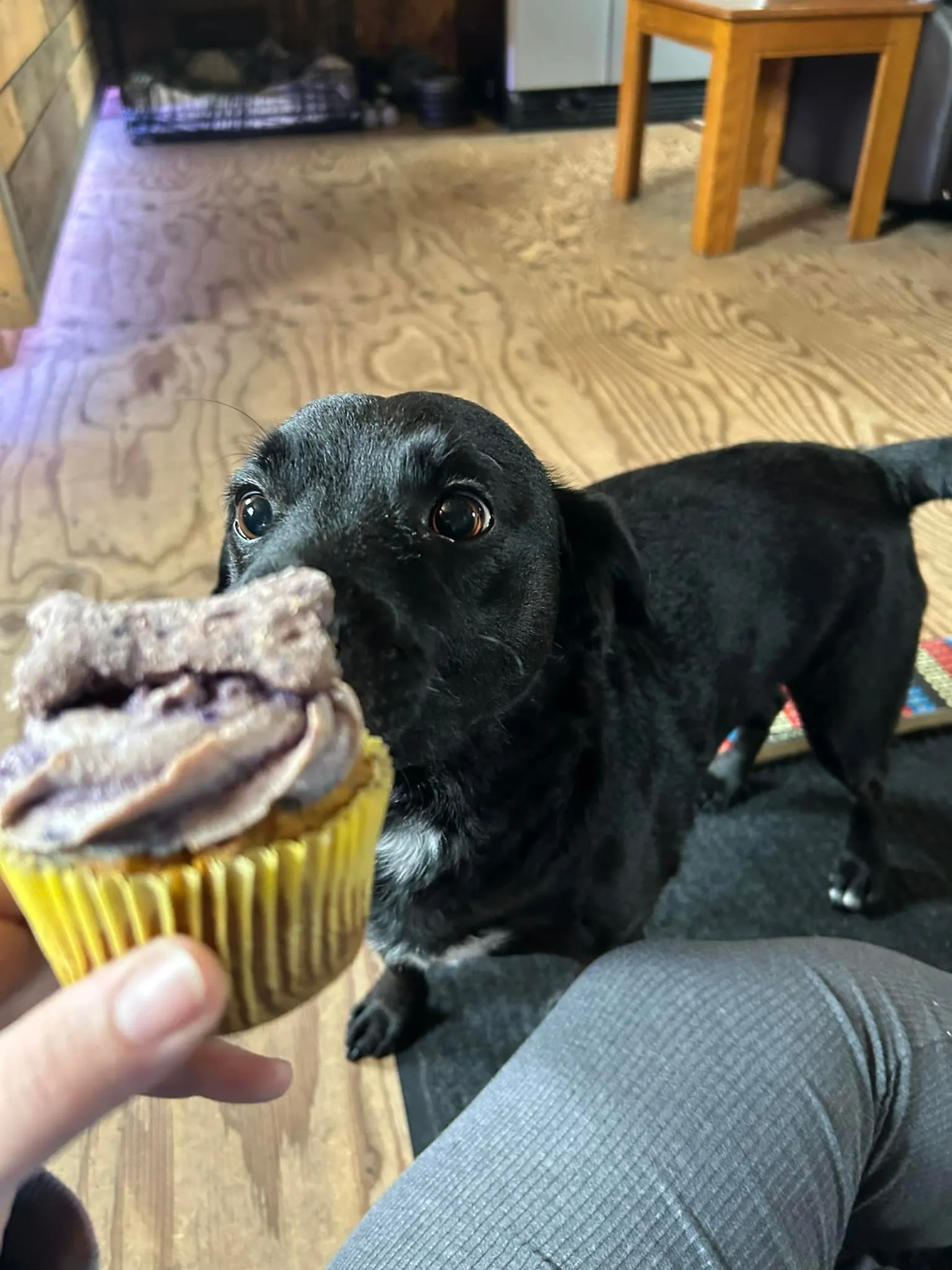 Pet named Cupcake at PTM Pet Supplies