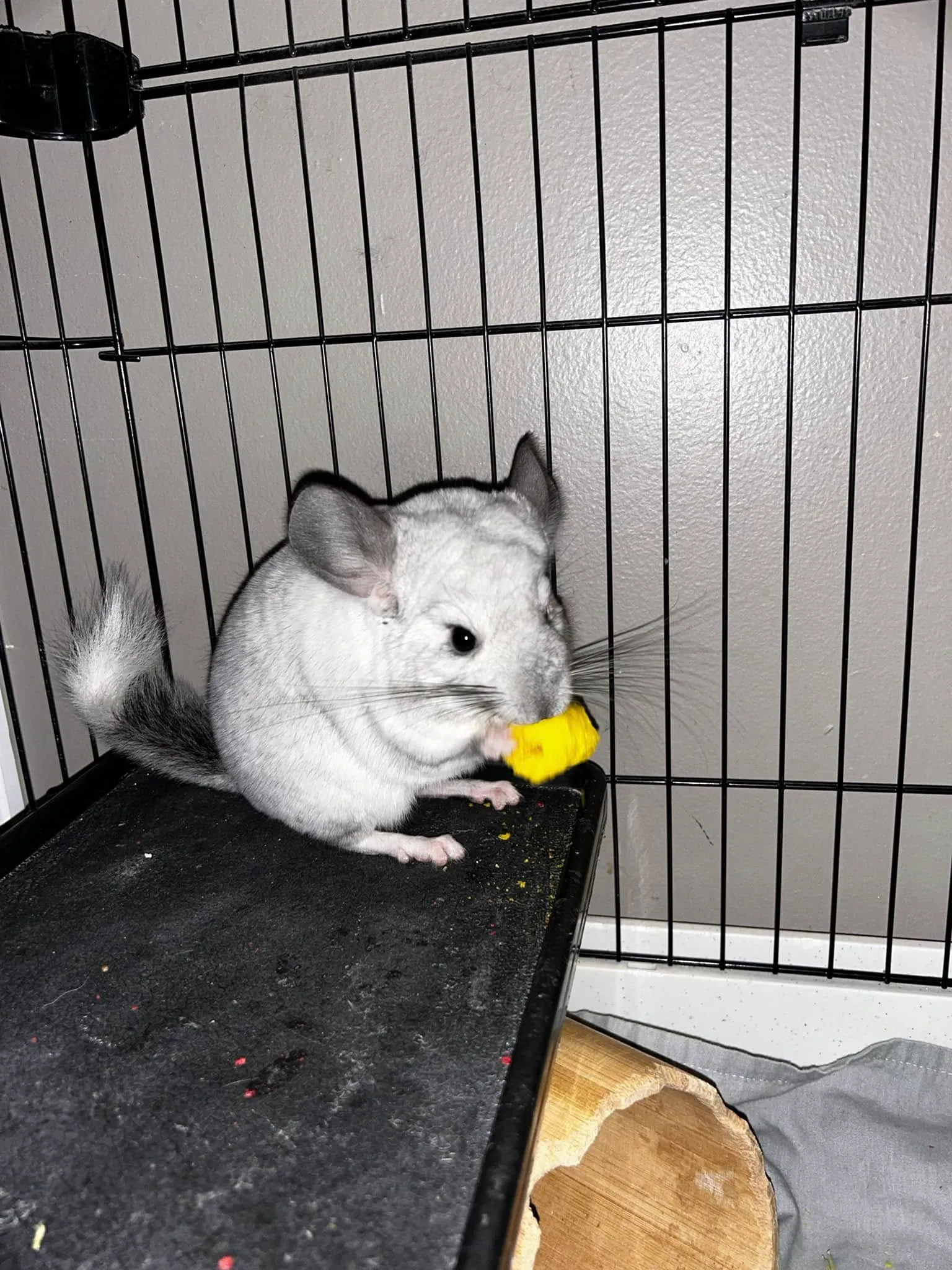 Gerbil at PTM Pet Supplies