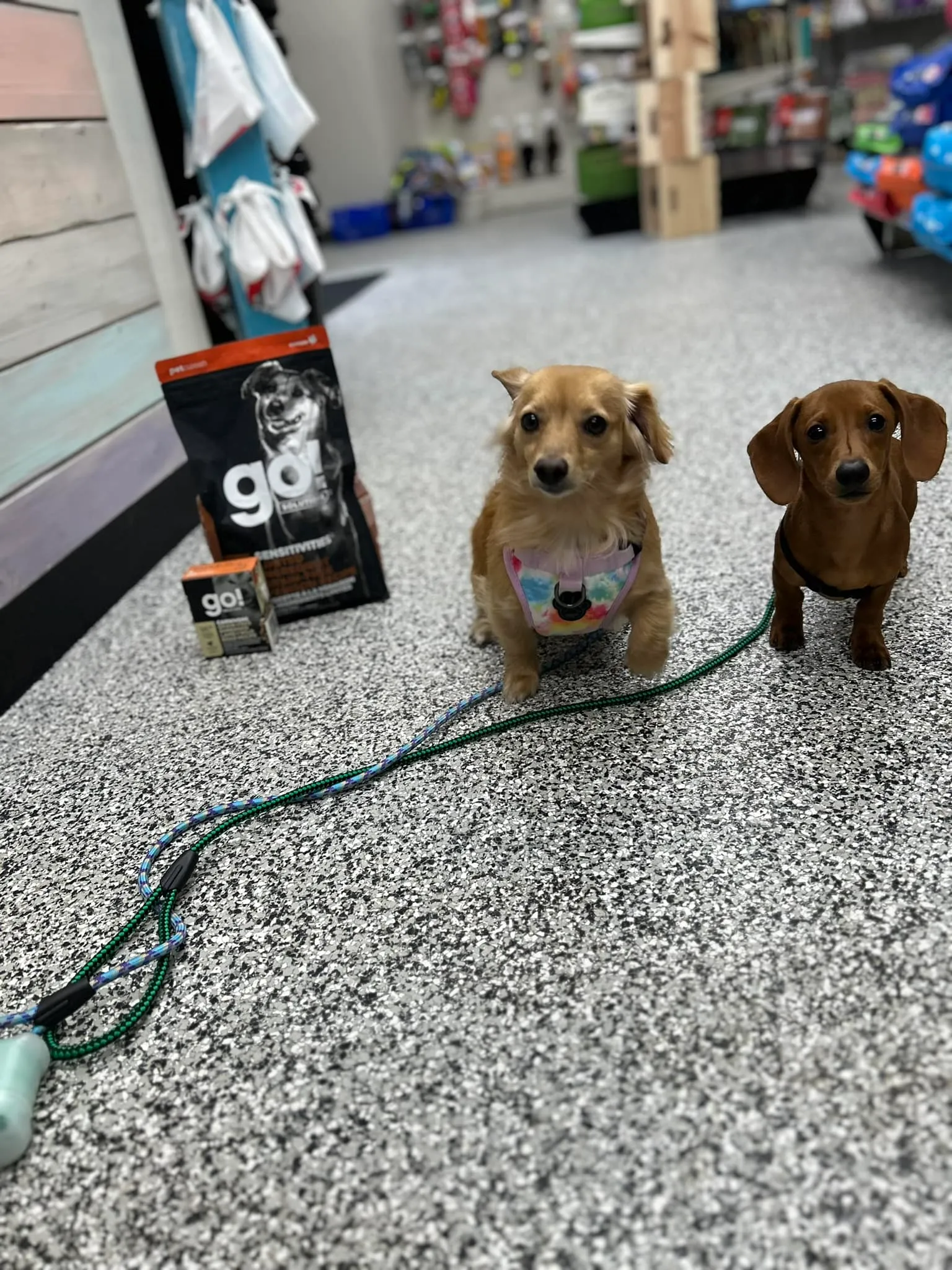 Go! Solutions pet food display at PTM Pet Supplies