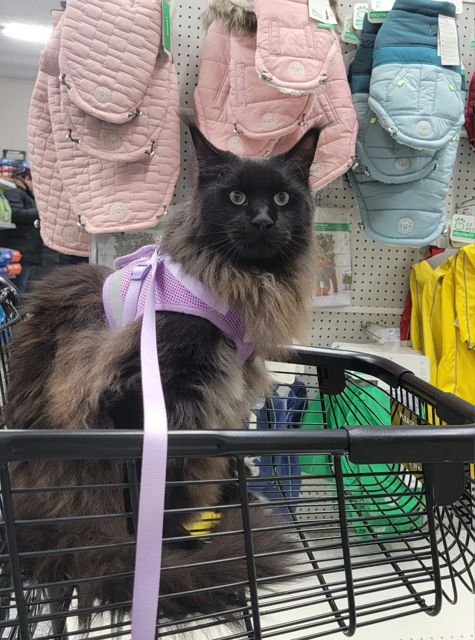 Maine Coon cat at PTM Pet Supplies