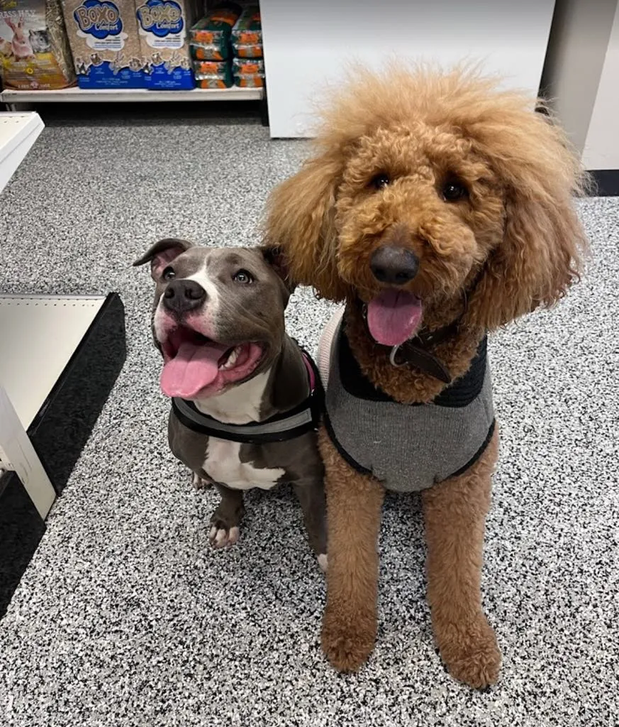 Moose at PTM Pet Supplies