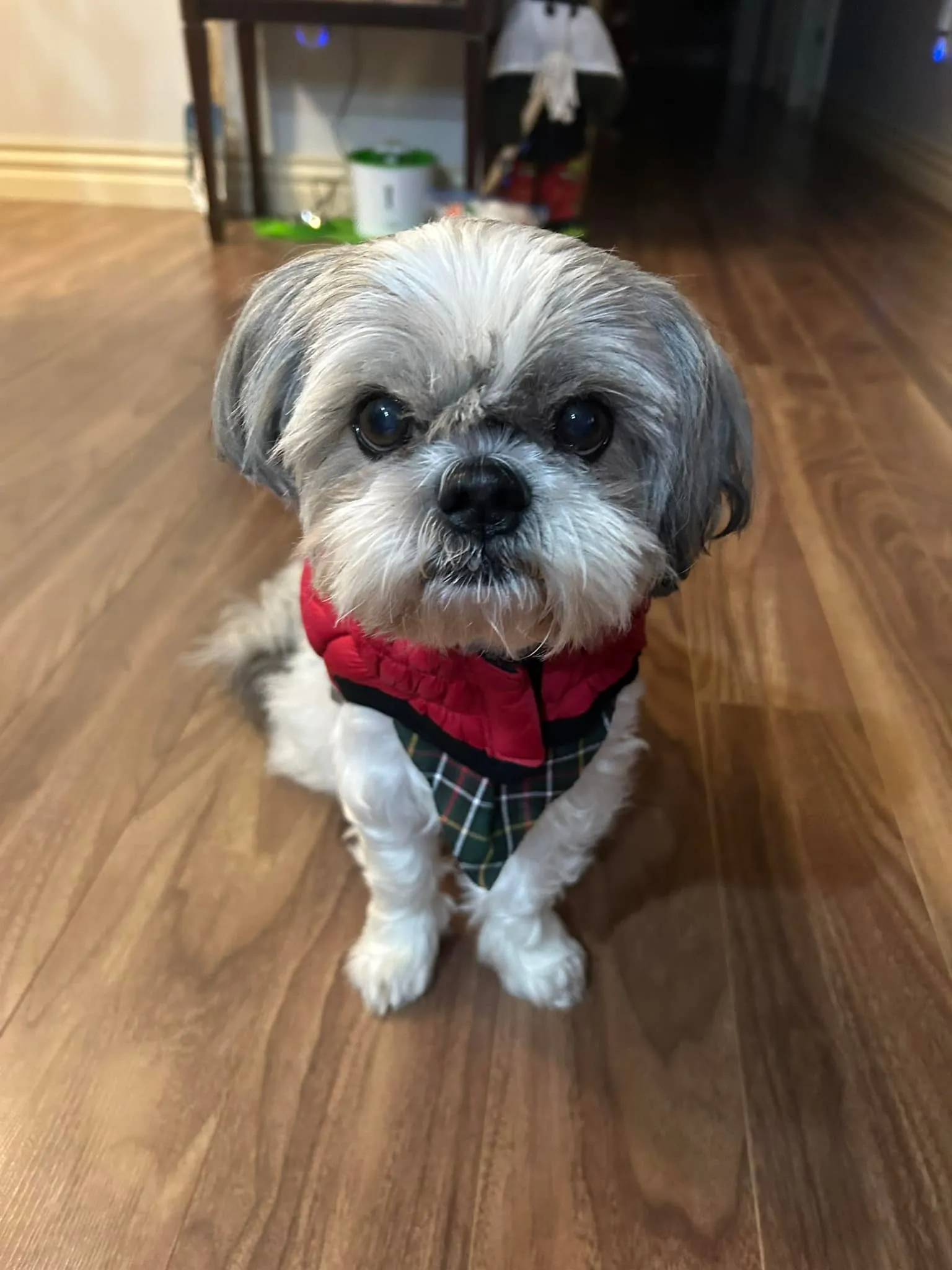 Pet named Nikki at PTM Pet Supplies