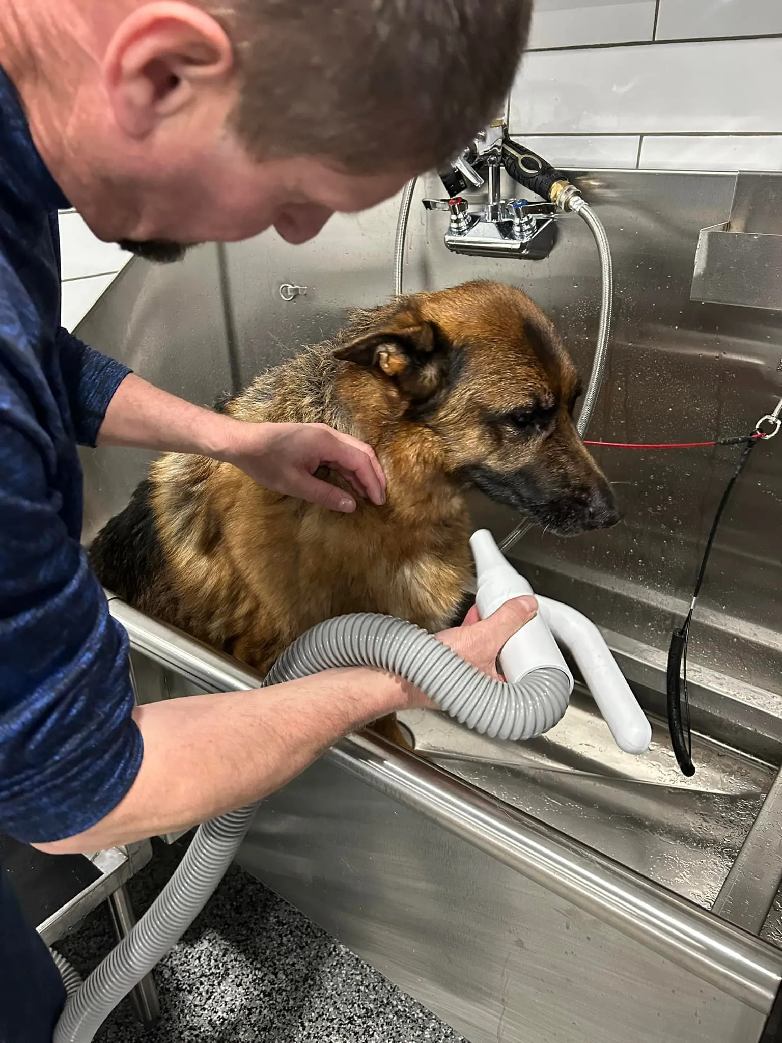 U-Wash pet grooming station at PTM Pet Supplies